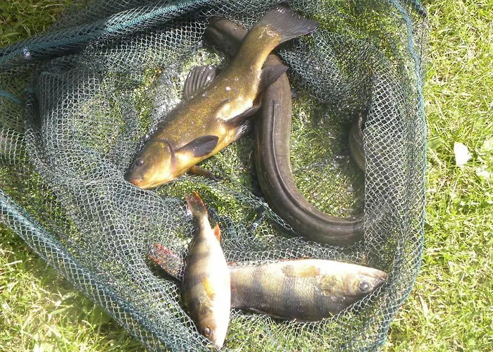 Stajnia Grazyny Mikorowo 46 Фермерский дом Czarna Dabrowka